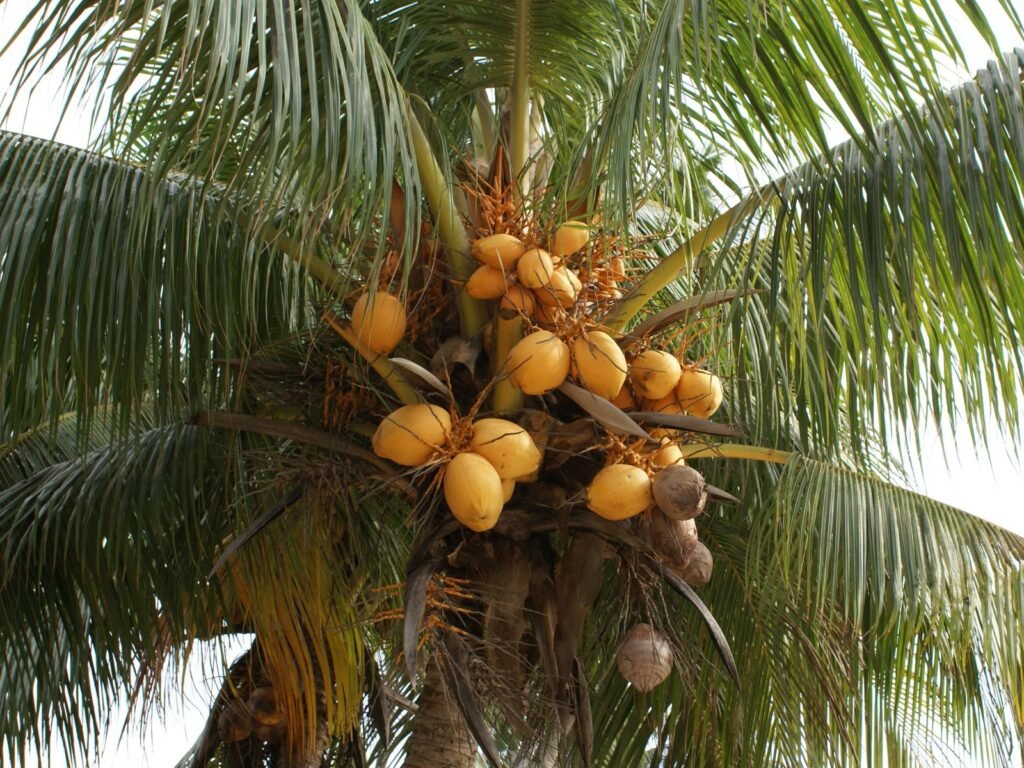 coconut (1)