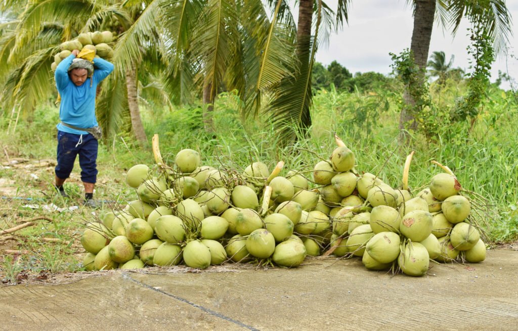 coconut (8)